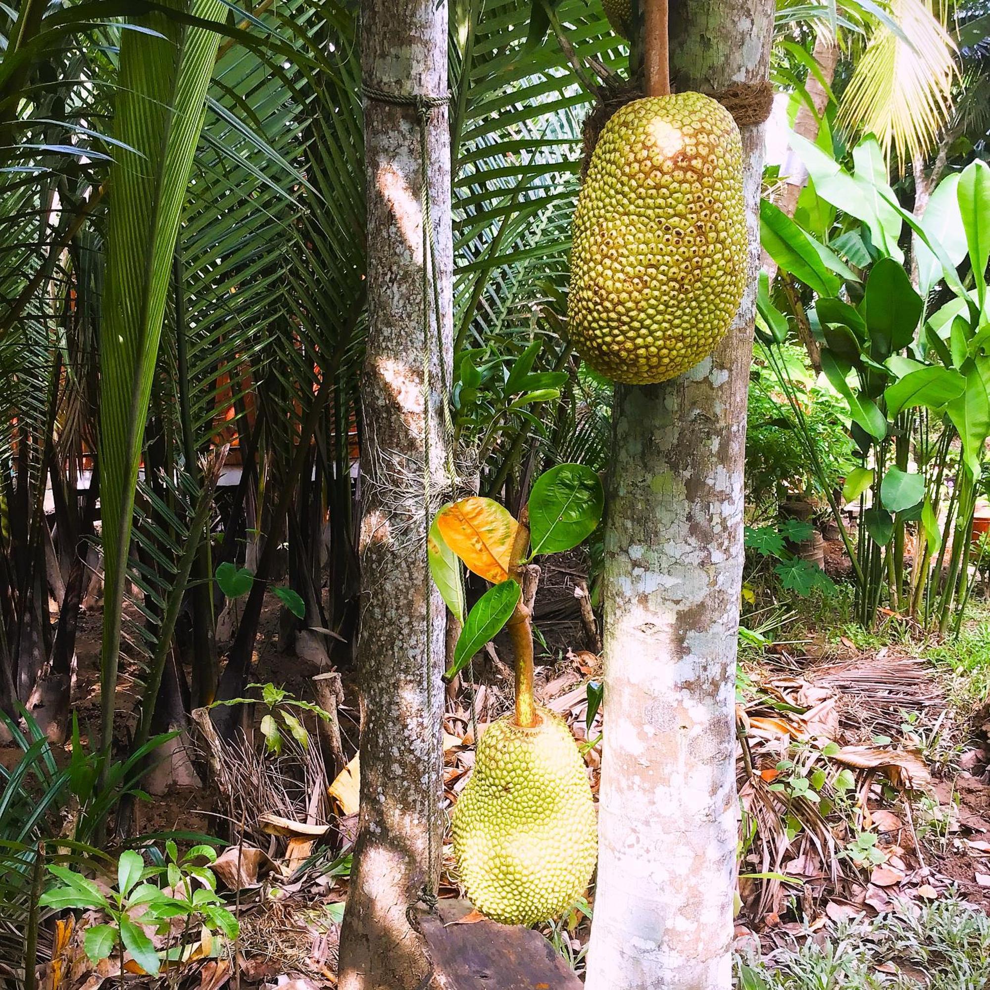 Ben Tre Farm Stay מראה חיצוני תמונה